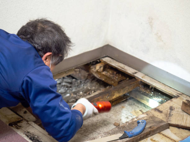 Best Office Mold Removal Services  in Keego Harbor, MI