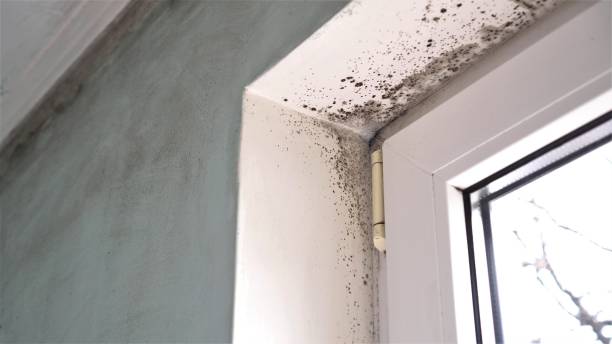Best Attic Mold Removal  in Keego Harbor, MI