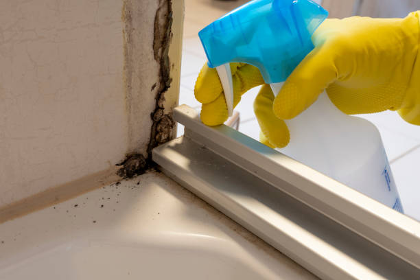 Best Certified Mold Removal  in Keego Harbor, MI