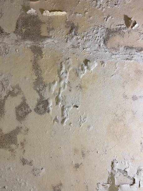 Best Crawl Space Mold Removal  in Keego Harbor, MI