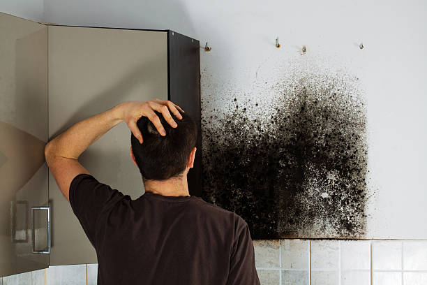Best Mold Remediation  in Keego Harbor, MI