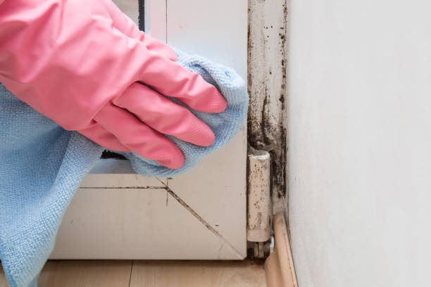 Best Mold Testing  in Keego Harbor, MI