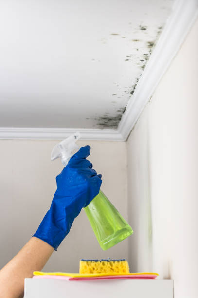 Best Emergency Mold Removal  in Keego Harbor, MI