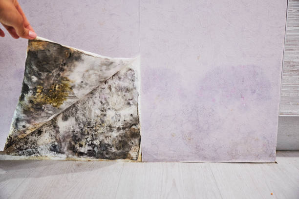 Best Professional Mold Removal  in Keego Harbor, MI